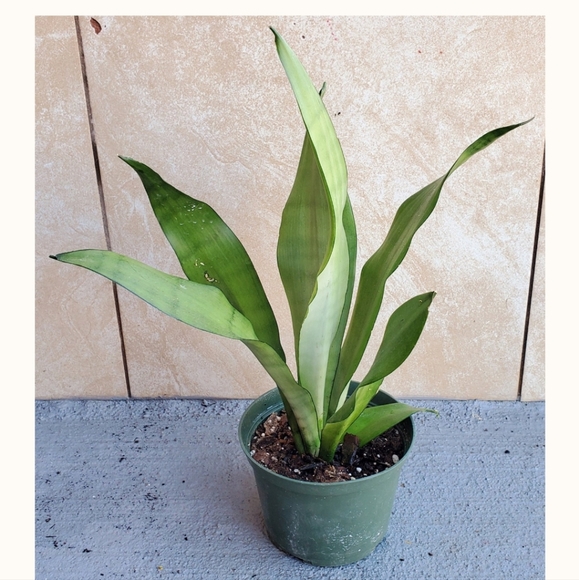 Sansevieria Moonlight | 4" pot - Picture 5 of 5